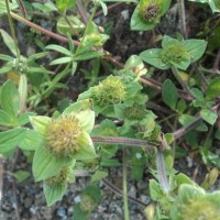 Richardia brasiliensis Gomes